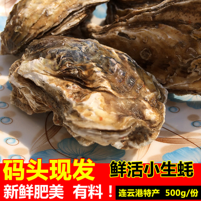 500g鲜活生蚝当天现捞野生海蛎子新鲜海鲜水产贝类烧烤带壳牡蛎