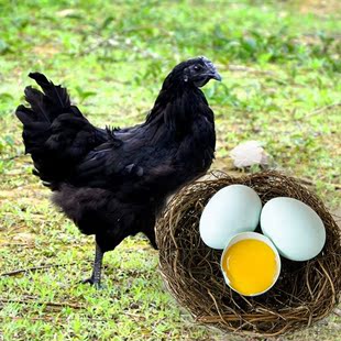 纯天然农家自养散养土鸡蛋 新鲜绿壳蛋月子蛋笨鸡蛋30枚包邮