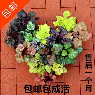矾根盆栽组合 珊瑚玲花苗 日本进口观叶植物彩叶草花卉多色多年生
