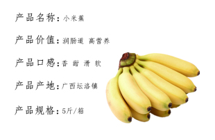 香蕉小米蕉西贡蕉芭蕉