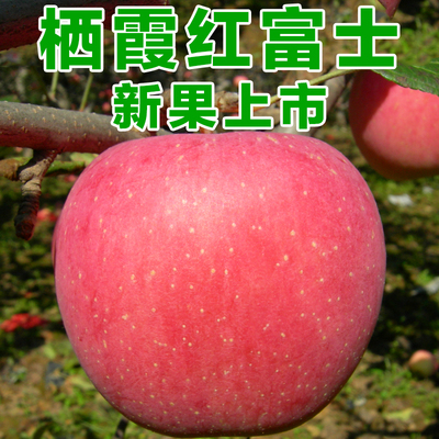 新鲜水果烟台特产栖霞苹果红富士现摘10斤包邮吃的