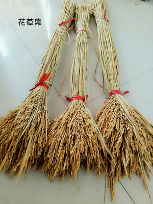 天然麦穗稻穗干花水稻丰收稻谷稻子装饰会展布置拍摄道具田园植物