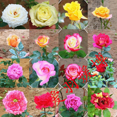 20粒装月季种子 盆栽花卉月季花种 多色开花玫瑰种子大花月季