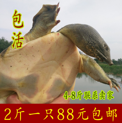 扬州生态野外生鲜甲鱼活体苗5年仿野生中华老鳖王八优质水鱼外塘
