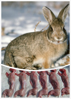 【预定】湖南新鲜兔肉 冷鲜兔肉 农家活兔现杀 酒店配送  批发