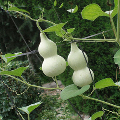 宝葫芦种子 腰葫芦 可搭建凉棚 生长迅速 瓜果种子结果多春夏秋播