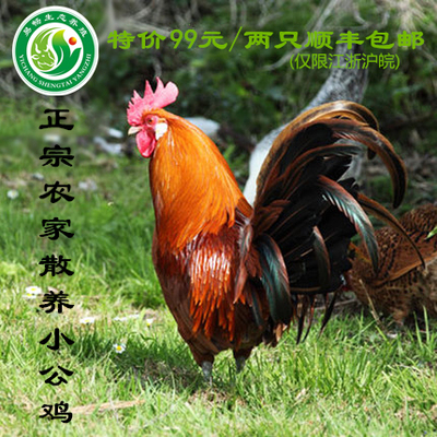 两只茅山原生态散养土鸡有机新鲜活鸡现杀童子鸡小公鸡营养无激素
