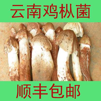 特级新鲜鸡枞菌 500g野生鸡菌鸡棕鸡纵菌食用菌顺丰包邮云南特产