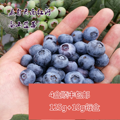 现货云南红河高山现摘新鲜蓝莓孕妇儿童水果4盒应季水果顺丰包邮