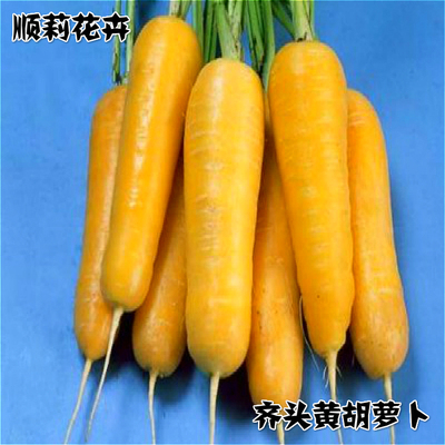 齐头黄胡萝卜种子 冬季耐寒阳台盆栽四季蔬菜种子春季种易种春播