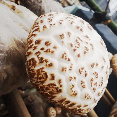 随州三里岗特产干货 大花菇干货冬菇 品质农家特产批发菌菇200g