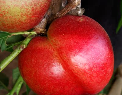 青岛特产平度大油桃当季新鲜水果油桃进口有机水果甘甜爽口69/3kg