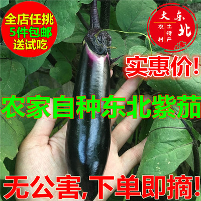 东北农家非转基因自种有机茄子紫长新鲜自然成熟无公害当日现摘发