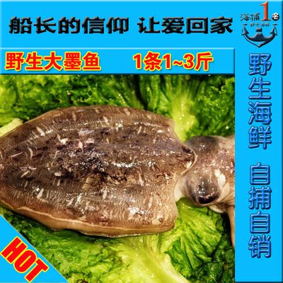 澎湖海域新鲜鲜活野生大墨鱼1到3斤每条乌贼金枪鱼软体贝类
