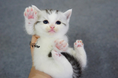 【VVip】繁育级美短银虎斑高白加白MM妹妹母猫幼猫活体宠物猫