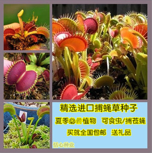 包邮盆栽花卉植物种子 食虫草/捕蝇草种子 奇趣植物夏季除虫必备