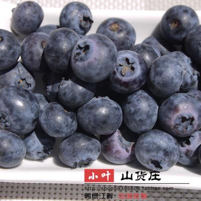 250g 东北长白山新鲜水果 蓝莓鲜果富含花青素宝宝护眼 宽甸特产