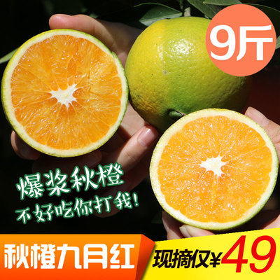 秋橙九月红 橙子十月发货 秭归脐橙 非赣南脐橙 新鲜水果9斤包邮