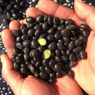 包邮农家自产纯天然绿芯心黑豆 非转基因黑豆 乌发养生 500g