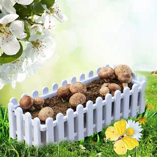 金西创意香菇盆栽家居盆栽花卉百搭绿色花草小花盆