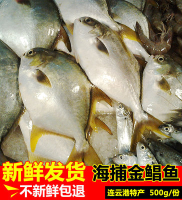 500g新鲜金鲳鱼新鲜冷水海鱼 野生海捕鲳鱼海鱼鲜活水产昌鱼平鱼