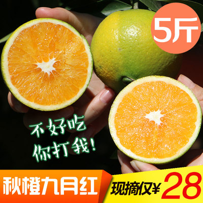 秋橙九月红 橙子十月发货 秭归脐橙 非赣南脐橙 新鲜水果 5斤包邮