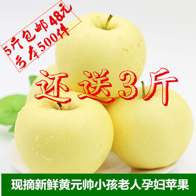 新鲜采摘静宁黄元帅黄金帅香蕉苹果新鲜水果宝宝孕妇刮泥5斤特价