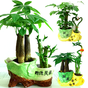 组合发财树盆栽 富贵竹节节高小绿植 办公室客厅室内桌面盆景植物