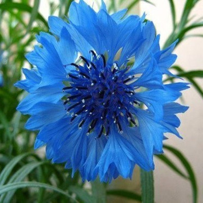 蓝矢车菊 花种子/美丽高贵/阳台 花卉 植物/室内 盆栽 花草籽50粒
