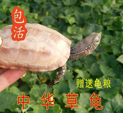 中华草龟乌龟活体苗 金钱金线龟 宠物小乌龟招财龟 大龟7―10公分