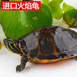 进口观赏宠物龟火焰龟活体乌龟火焰红腹大苗10-14厘米招财小龟