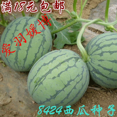 水果蔬菜种子 8424西瓜 阳台庭院盆栽 庭院大田春季种植无籽西瓜