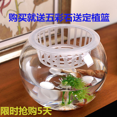 特价水培花盆绿萝水培玻璃圆球花瓶 鱼缸 透明水培植物器皿 批发