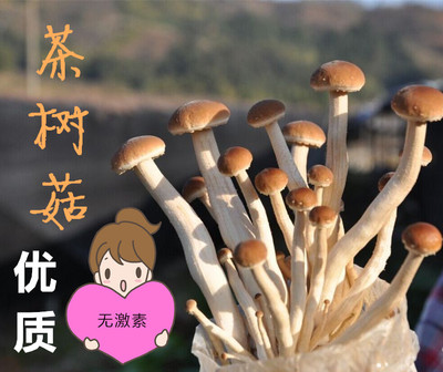 茶树菇创意盆栽 蘑菇盒魔法蘑菇diy茶树菇优质蘑菇平菇