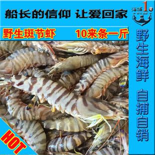 新鲜鲜活野生大斑节虾10来条1斤竹节虾九节虾黑虎虾对虾海虾明虾