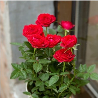 微型玫瑰花苗大花绿植物盆栽室内外花卉庭院阳台大苗蔷薇月季包邮