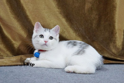 【VVip】圆耳美短银虎斑高白加白MM妹妹母猫幼猫活体宠物猫