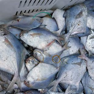500g特价白鲳鱼冷水银鲳海鲜鲜活水特产新鲜海捕生鲜绿色有机美味