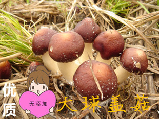大蘑菇大大球盖菇蘑菇盆栽食用菌鲍鱼菇魔法蘑菇