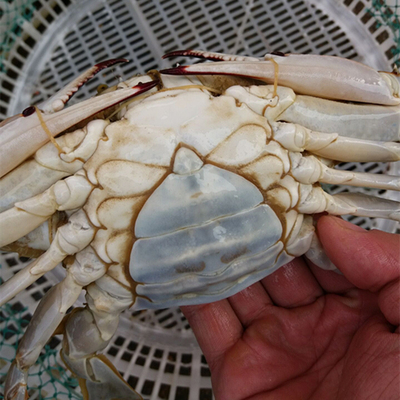 500g鲜活白板母梭子蟹肉母蟹海蟹园脐蟹 野生海捕当季最肥