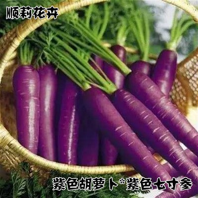 紫色胡萝卜种子七寸参抗氧化的紫人参抗老春季盆栽蔬菜种子四季播