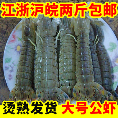 大号公皮皮虾新鲜烫熟500g约15只野生海鲜当天小渔船海捕虾蛄