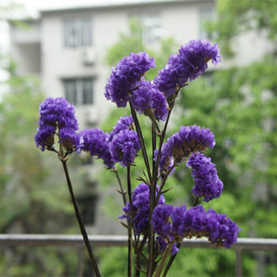 紫色勿忘我观赏花卉植物种子阳台种花室内庭院盆栽花籽绿植 30粒