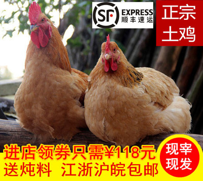 正宗2年茅山散养土鸡新鲜有机原生态老母鸡无激素现杀现发美味鸡