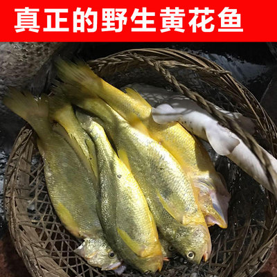 东山岛新鲜冷冻野生小黄花鱼净重500g1斤4-7条黄鱼鲞另有大黄花鱼