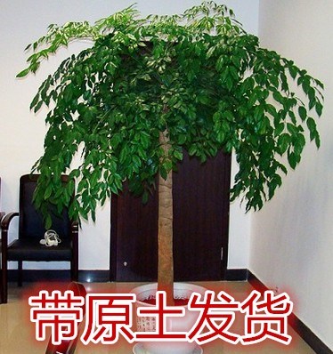 室内大型客厅办公绿植花卉盆栽幸福树平安树观叶植物防辐射包邮