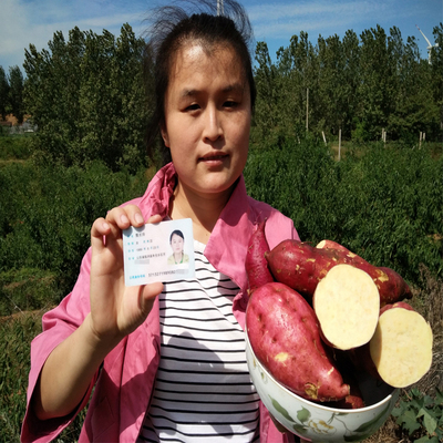 山东农家自种黄心红薯 现挖番薯山芋新鲜地瓜水果蔬菜5斤装