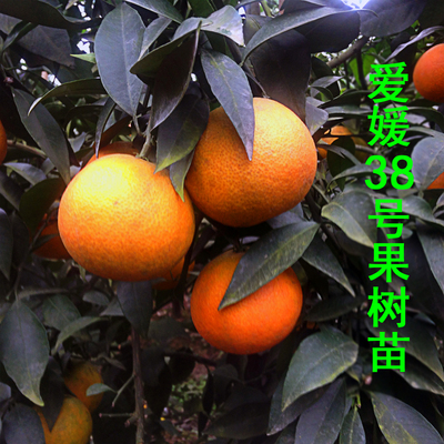 四川爱媛38号柑桔树苗 嫁接早熟桔子苗 超级杂柑 优质柑橘果树苗