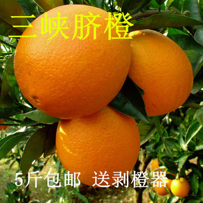 预售时令现摘现发新鲜脐橙5斤包邮 新鲜水果秭归脐橙孕妇榨汁橙子