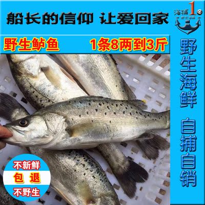 东山岛新鲜野生鲜活海鲜大海鲈鱼送紫菜鲍鱼龙虾生蚝海参均有